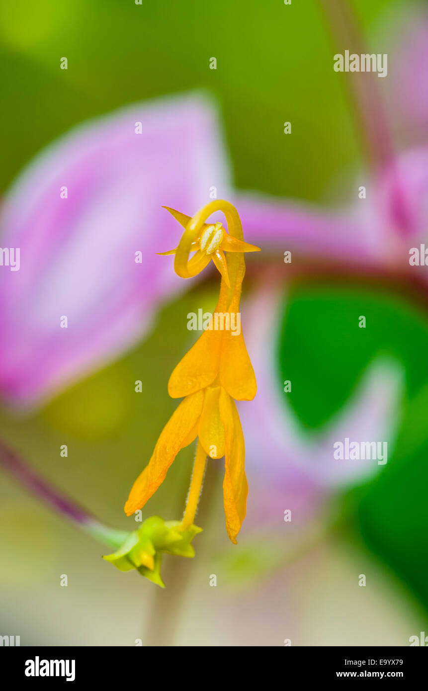 Close up yellow flower of Globba winitii or Mauve Dancing Girl taken in Thailand Stock Photo
