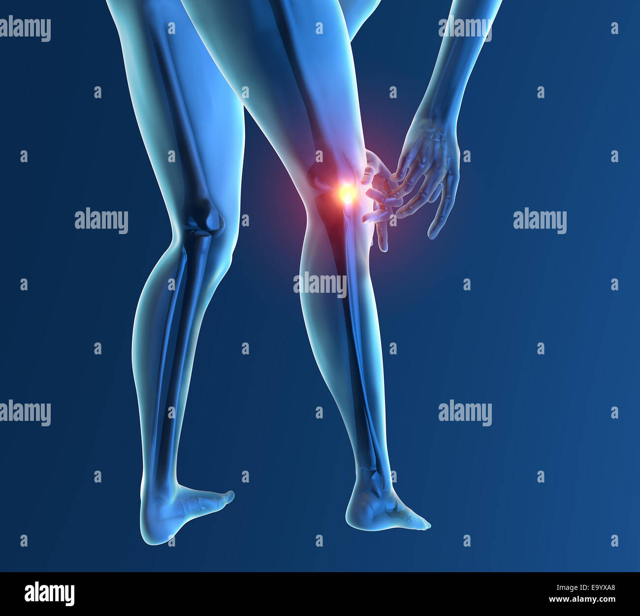 Cartilage damage knee hires stock photography and images Alamy