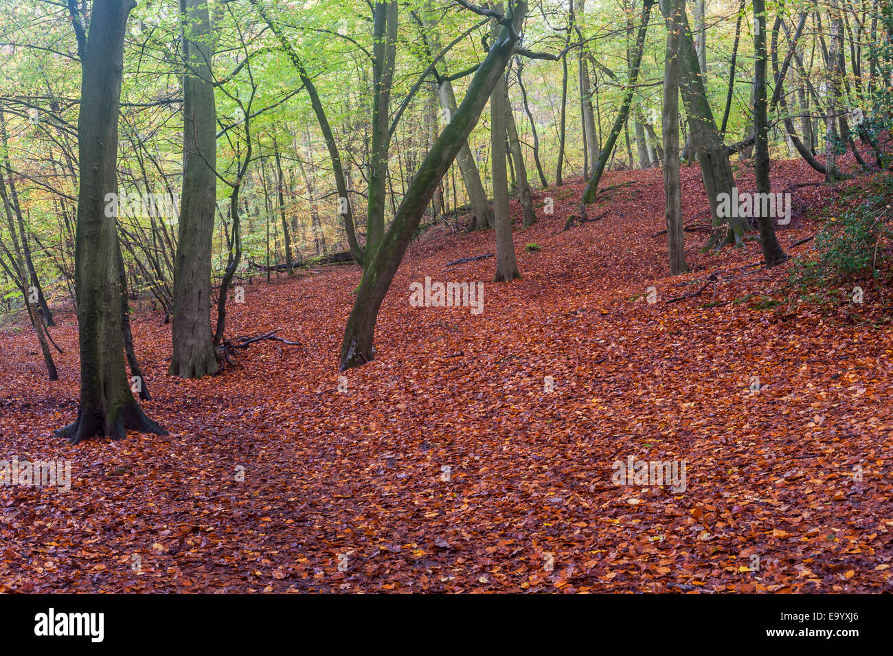Buckinghamshire, UK, 4 November 2014.  Autumn comes to Burnham Beeches,  a Site of Special Scientific Interest (SSSI), a National Nature Reserve (NNR) and European Special Area of Conservation (SAC).  SSSIs and NNRs are protected under British law and SACs are also protected under the European Community's Habitats Directive.  Owned by the City of London Corporation since 1880, The Beeches cover 220 hectares and are noted for ancient beech and oak pollards.   Credit:  Stephen Chung/Alamy Live News Stock Photo