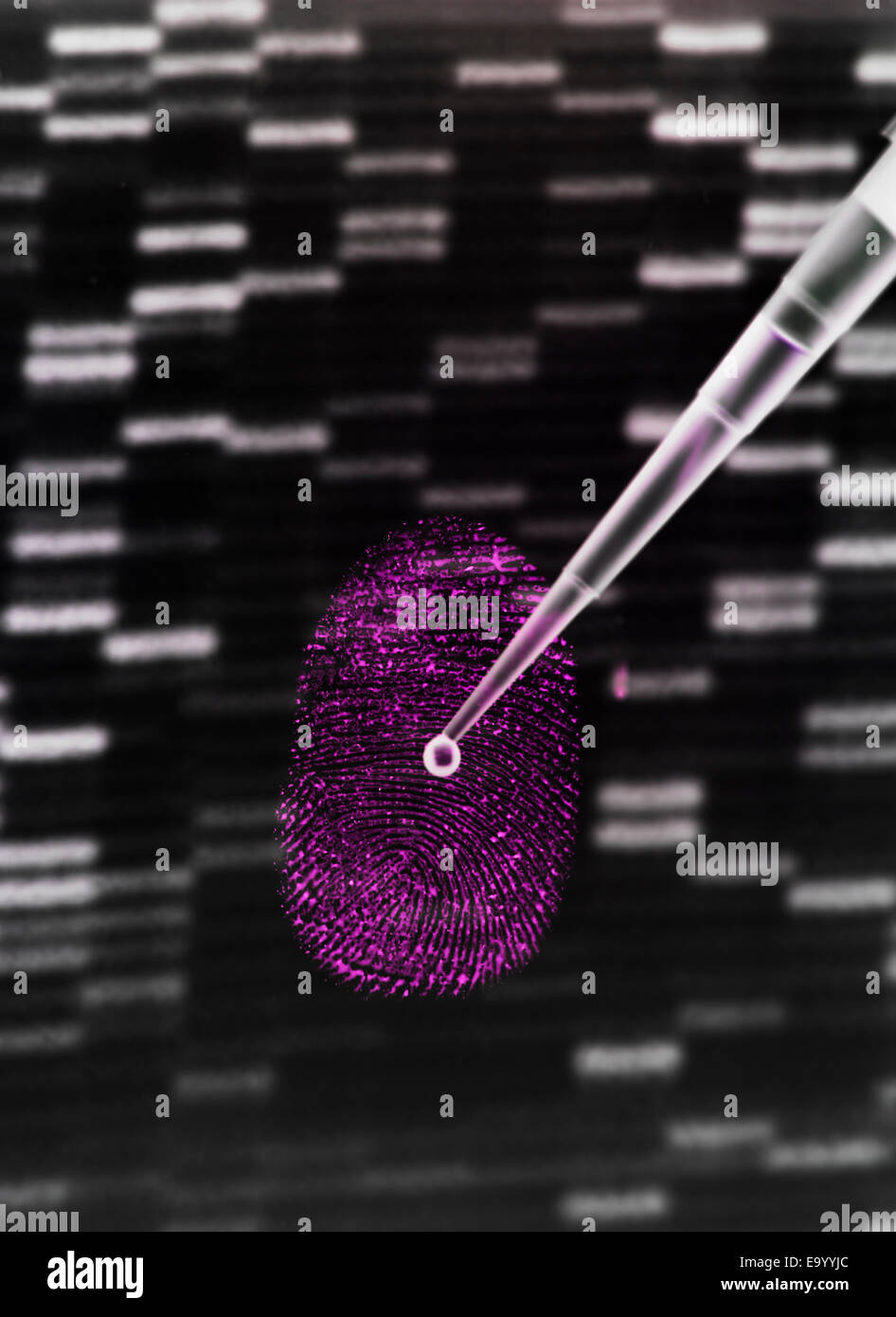 DNA sample being pipetted onto human fingerprint and DNA gel to illustrate genetic engineering Stock Photo