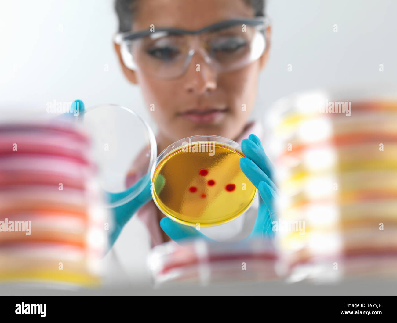 Female scientist examining cultures in petri dish in microbiology lab Stock Photo