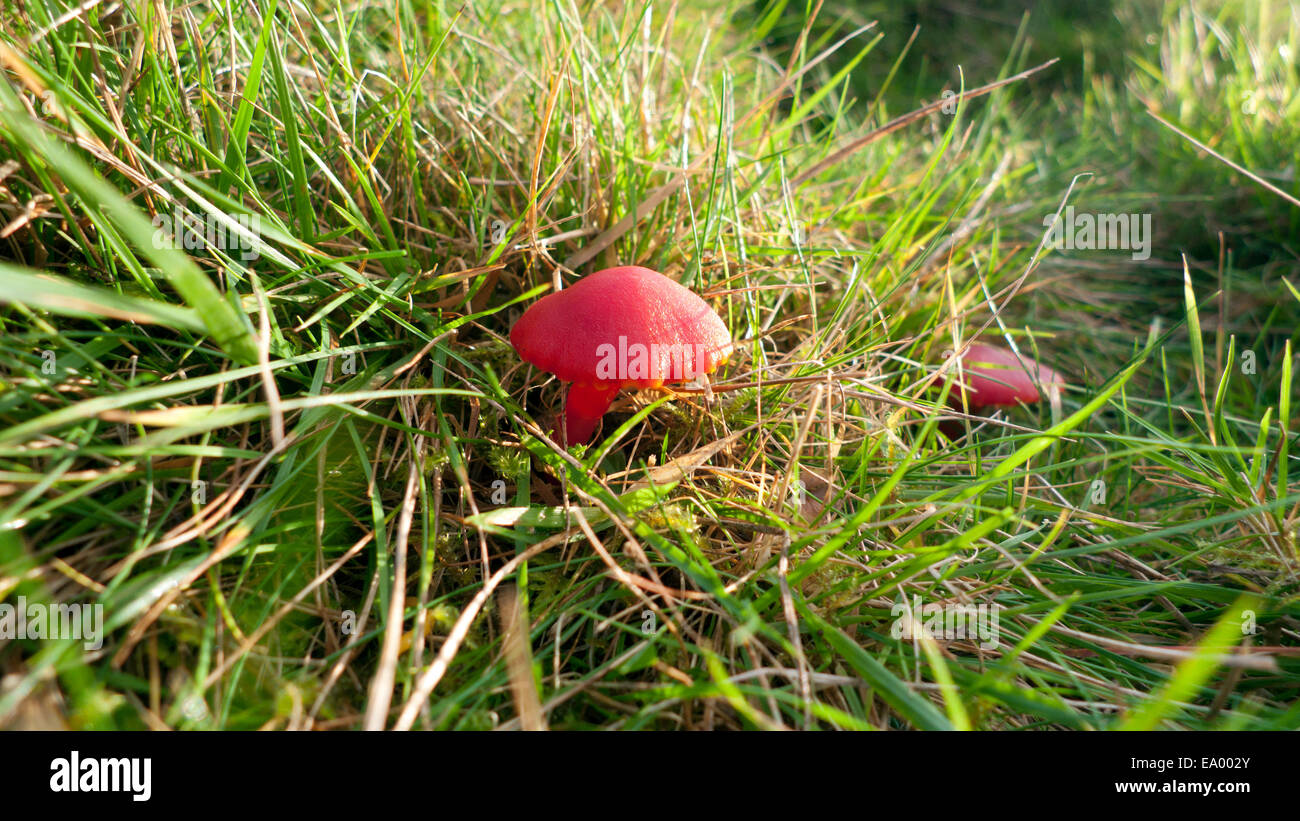 Carmarthenshire,Wales, UK. Tuesday 4th Nov 2014. Vermilion waxcap (Hygrocybe miniata) mushrooms growing in grassy field on a Welsh hillside farm.  Fine dry afternoon weather follows alternating showers and sunny periods in the cooler earlier part of the day. Credit:  Kathy deWitt/Alamy Live News Stock Photo