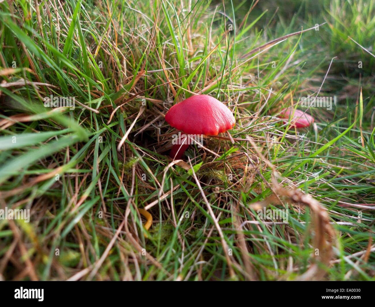 Carmarthenshire,Wales, UK. Tuesday 4th Nov 2014. Vermilion waxcap (Hygrocybe miniata) fungi growing in grassy field on a Welsh hillside farm.  Fine dry afternoon weather follows alternating showers and sunny periods in the cooler earlier part of the day. Credit:  Kathy deWitt/Alamy Live News Stock Photo