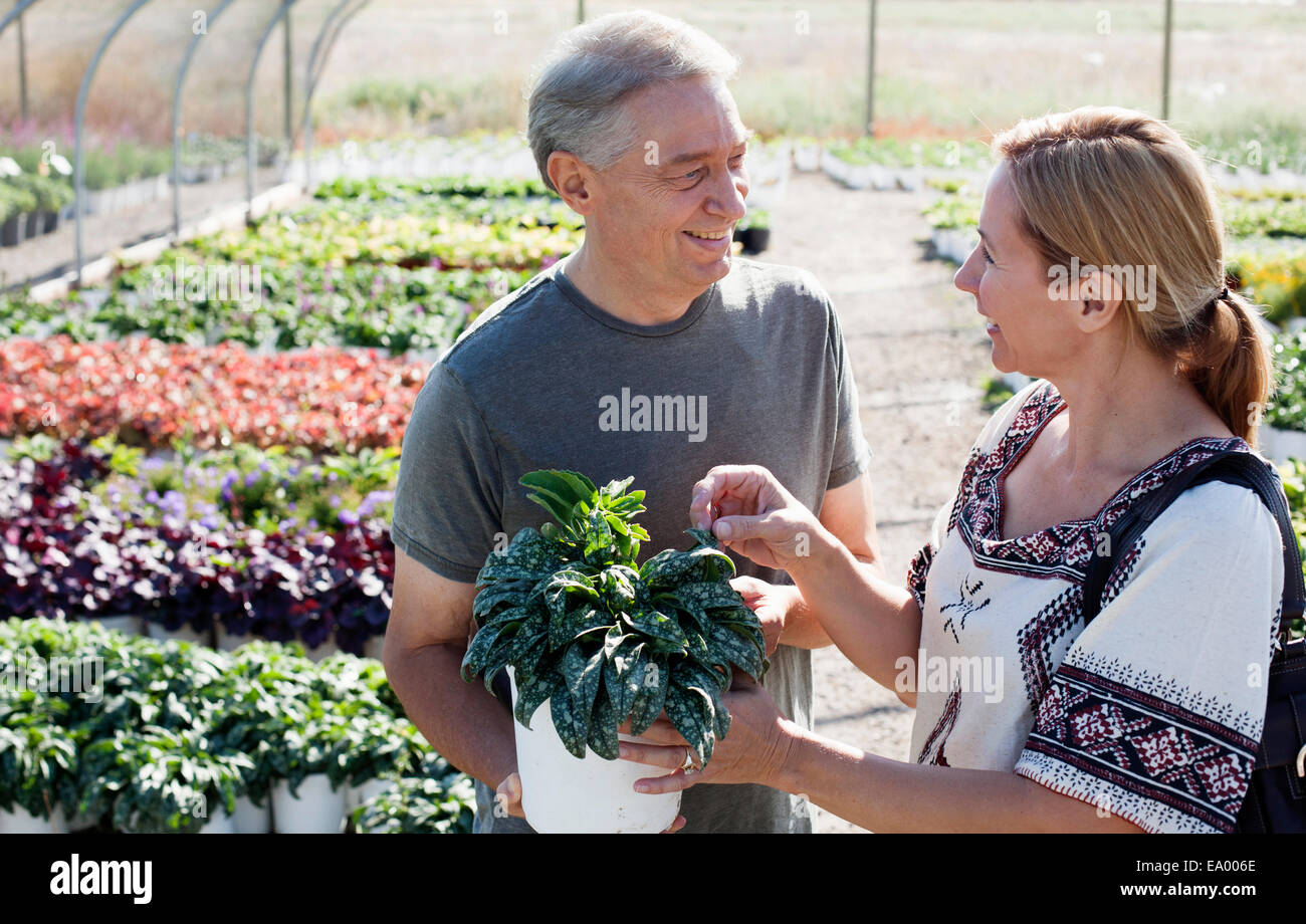 Male horticulturalist giving female customer advice on potted plant in plant nursery polytunnel Stock Photo