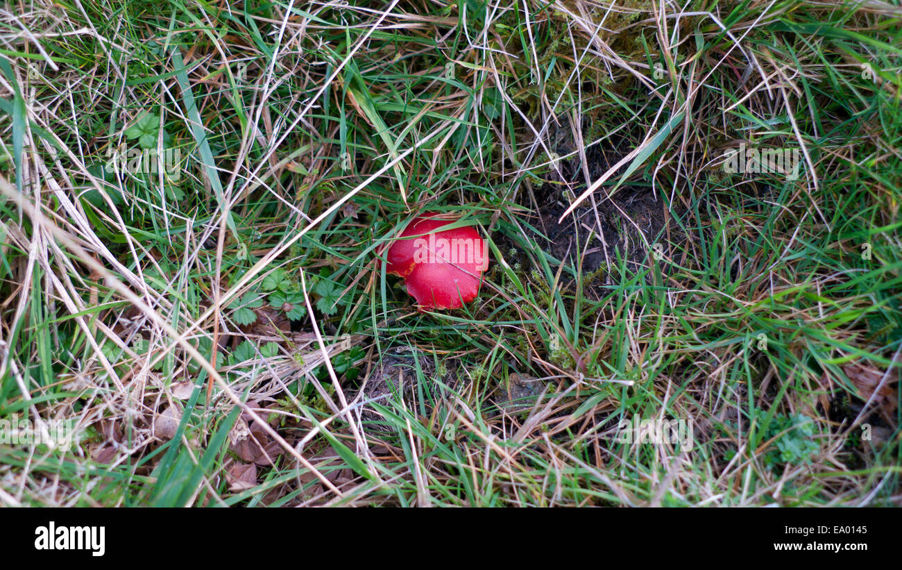 Carmarthenshire,Wales, UK. Tuesday 4th Nov 2014. Vermilion waxcap (Hygrocybe miniata) mushroom growing in grassy field on a Welsh hillside farm.  A fine dry afternoon follows alternating showers and sunny periods in the cooler earlier part of the day. Credit:  Kathy deWitt/Alamy Live News Stock Photo