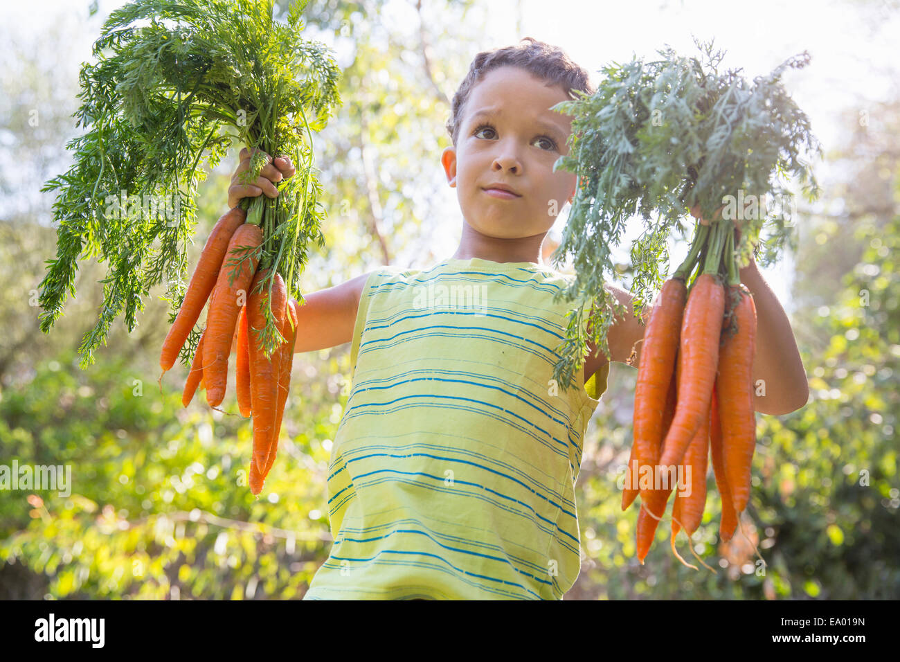 Portrait of boy in garden holding up bunches of carrots Stock Photo