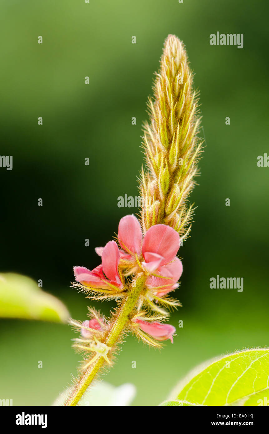 Close up small panicle of pink flower at meadow in Thailand Stock Photo