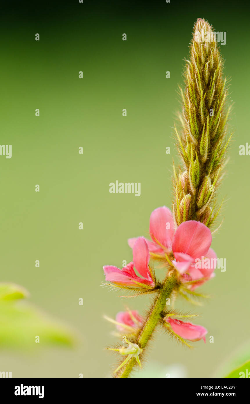 Close up small panicle of pink flower at meadow in Thailand Stock Photo