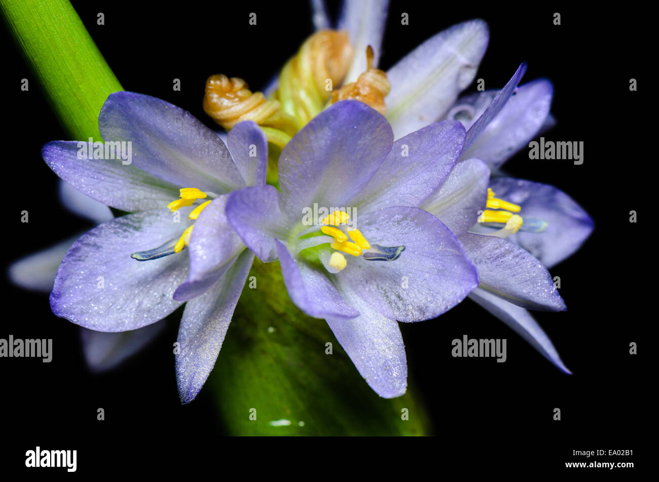 Close up purple flowers of Monochoria hastata (L.) Solms on black background, taken in Thailand Stock Photo