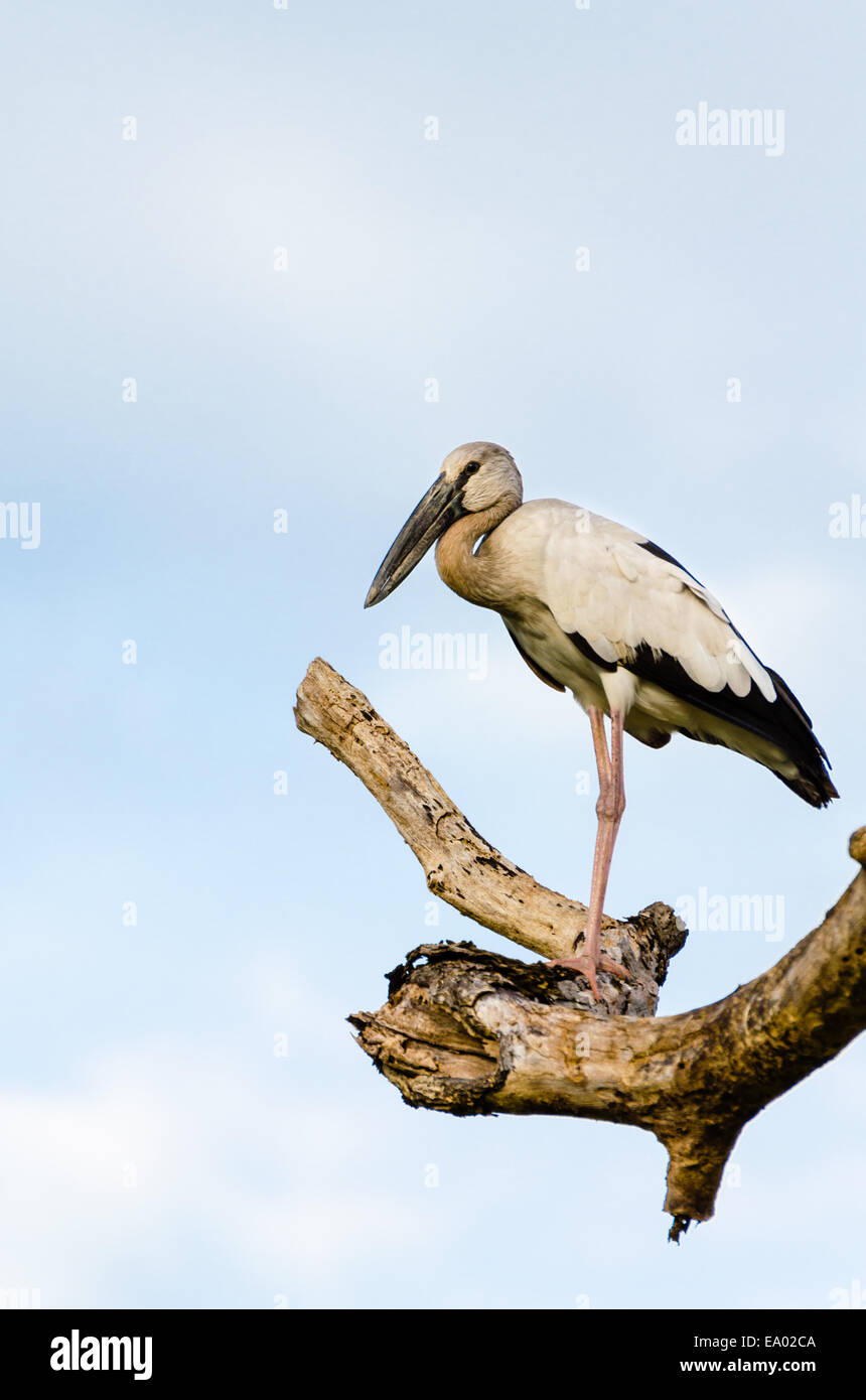 Asian Openbill (Anastomus oscitans) White bird standing alone on trees that died in the drought Stock Photo