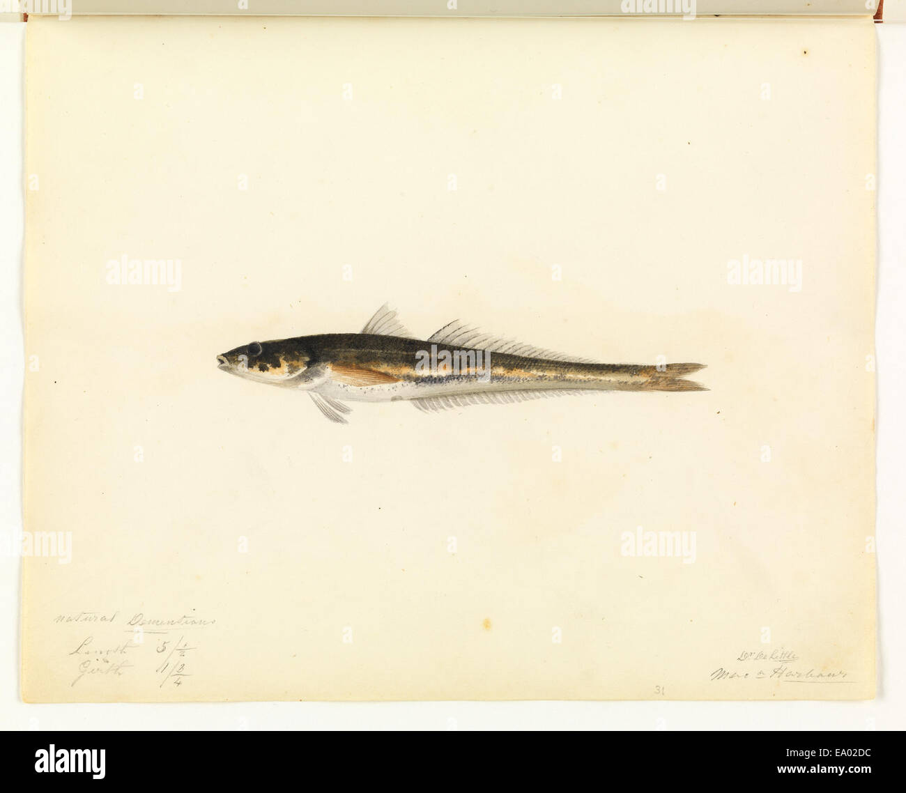 An unidentified species of fish, captured in a detailed watercolour by ...