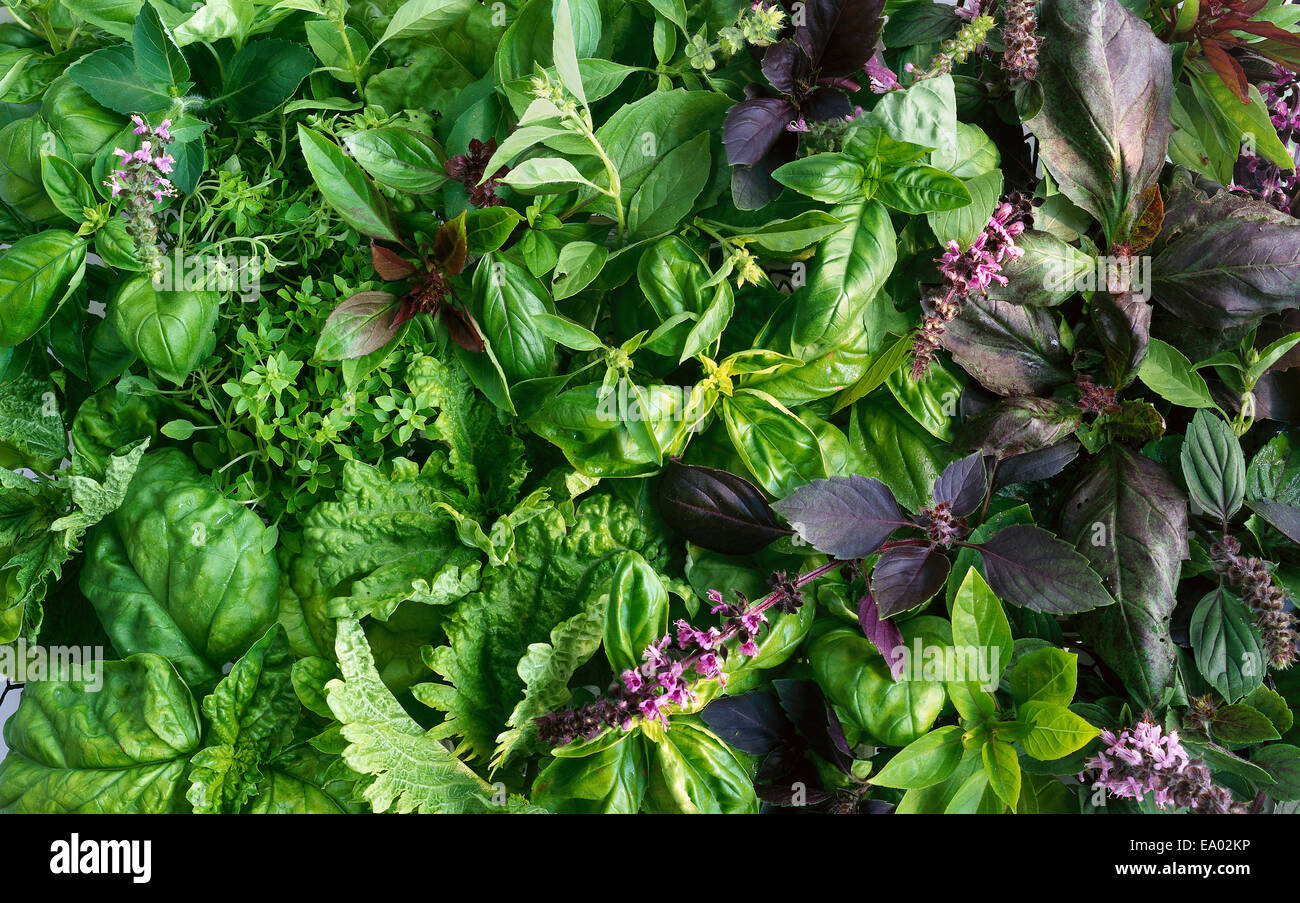 Arrangement of various varieties of basil (African Blue, Green Ruffles