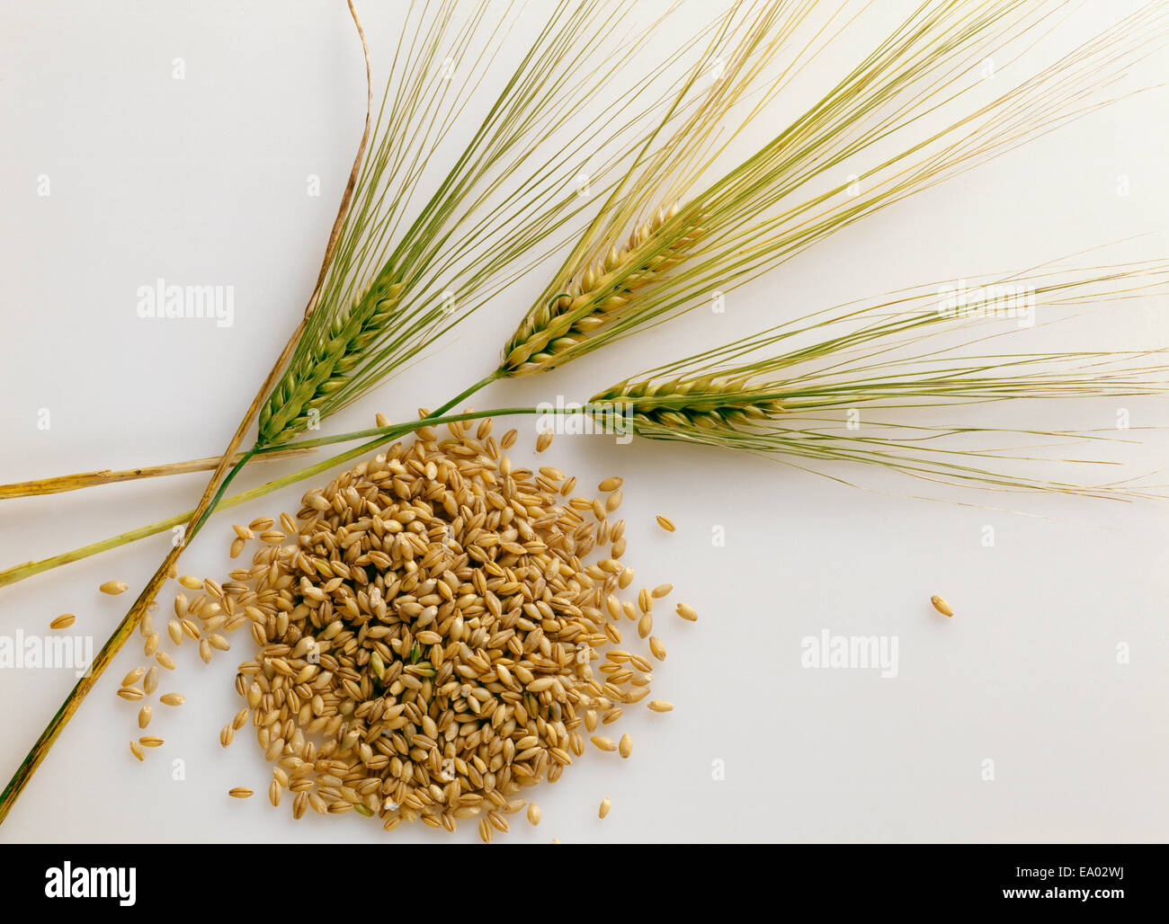 barleycorns-hi-res-stock-photography-and-images-alamy