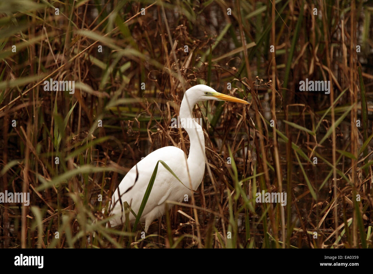 Great White Egret in a reed bed on the levels, near Ashcott, Somerset, 16th October 2014 Stock Photo