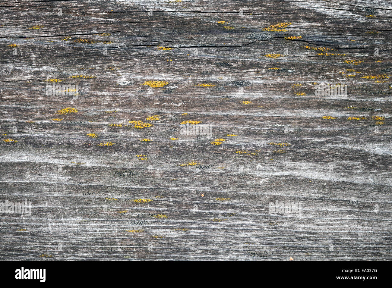 Dark old wooden board with yellow lichen, closeup background photo texture Stock Photo