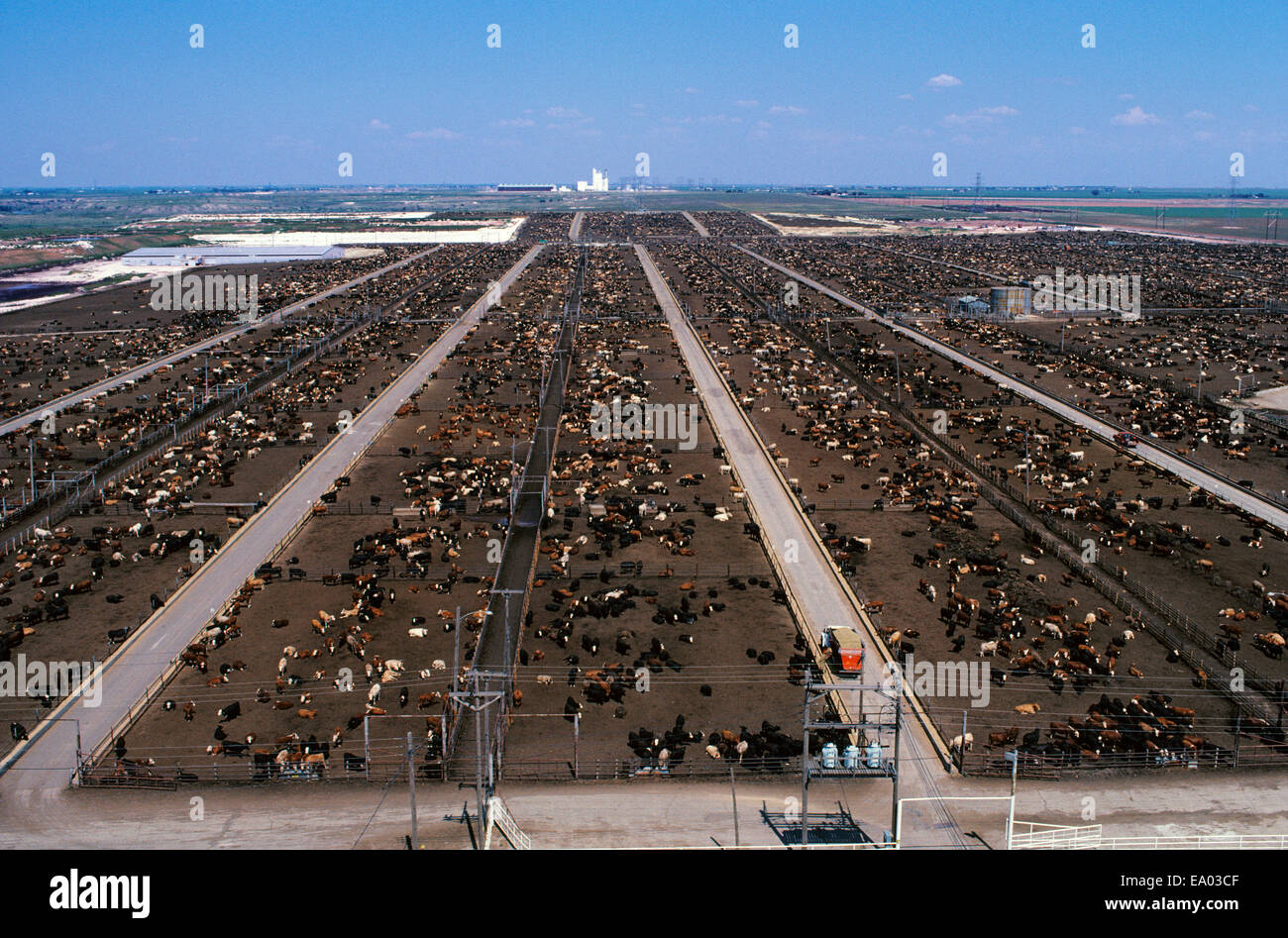 Agriculture High view of a large beef feedlot / near Lubbock, Texas, USA Stock Photo Alamy