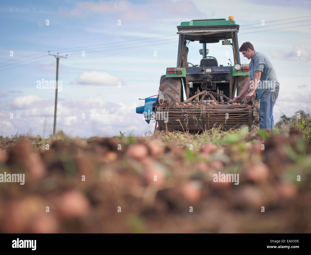 Farmer sorting crop of organic potatoes Stock Photo