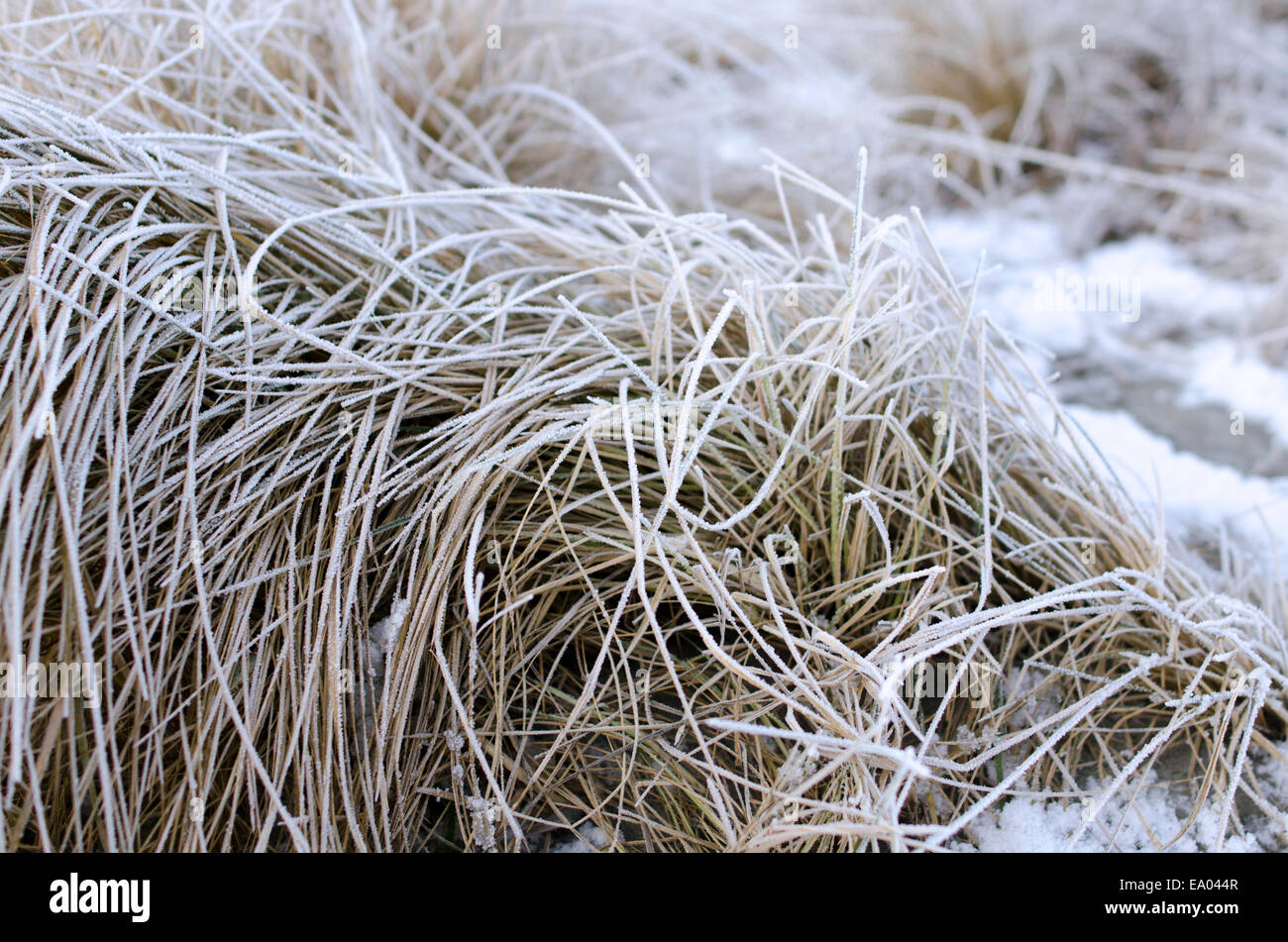 Frozen hay on a cold fall day Stock Photo