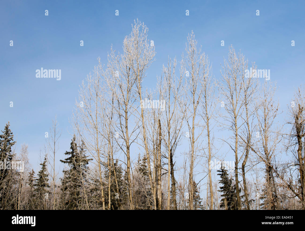 Winter tree scene in Alaska Stock Photo