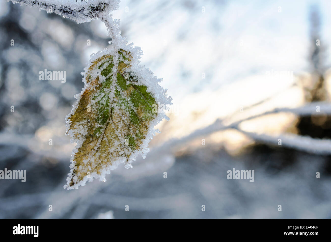 Snowy leaf Stock Photo