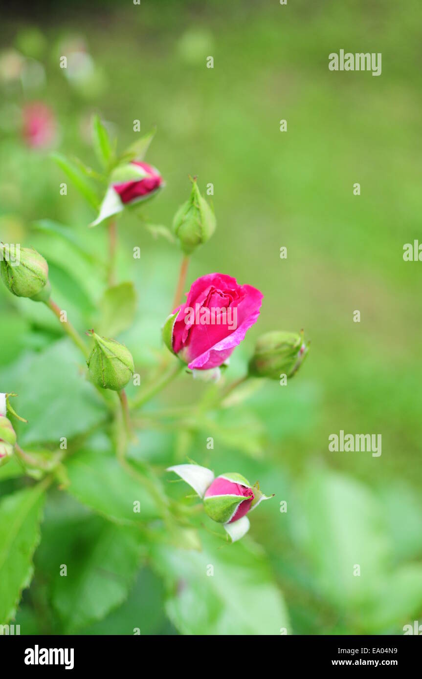 Pink rosebud in garden Stock Photo
