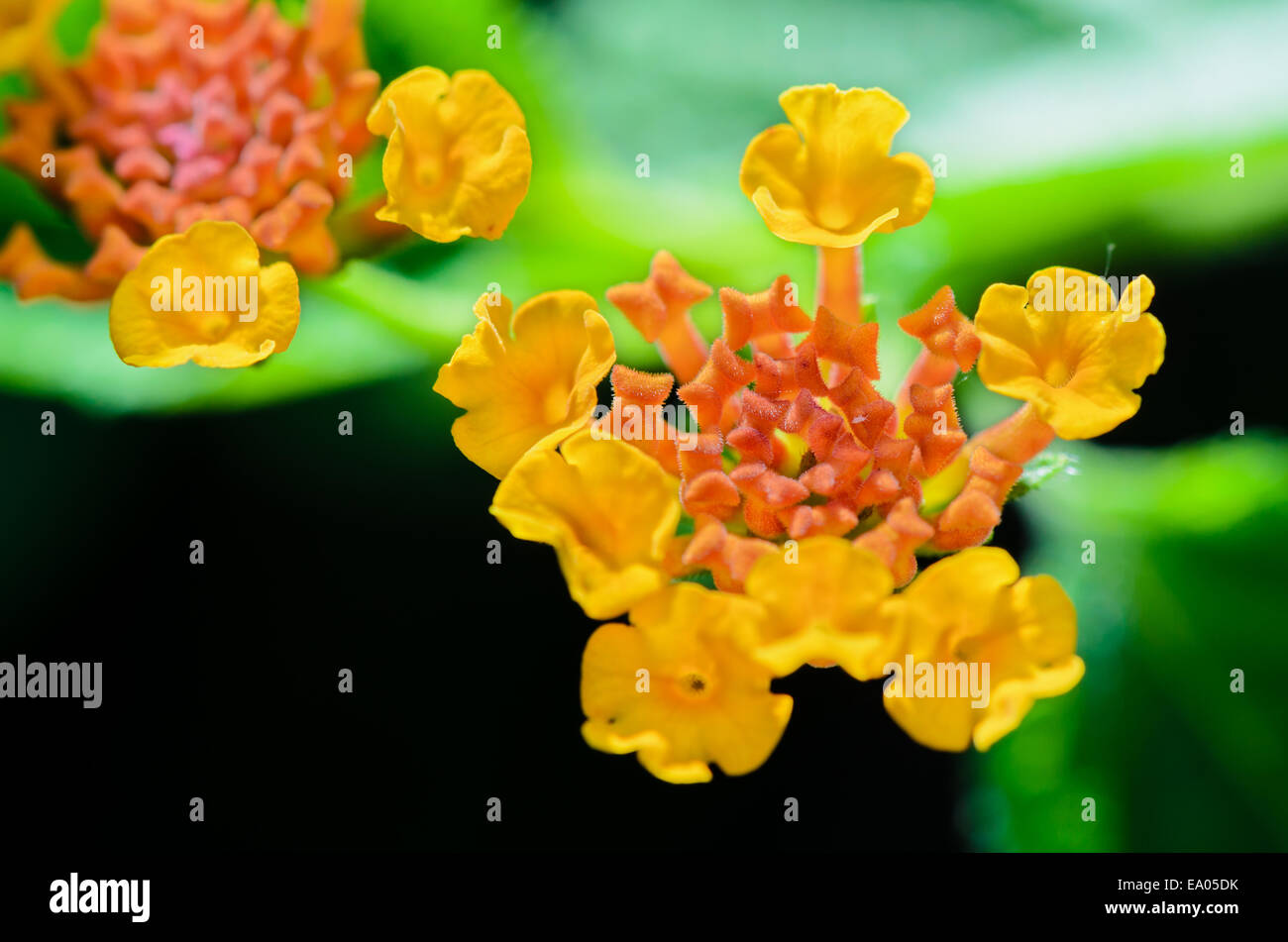 Macro small flowers bright colors of Lantana Camara (Pha Ka Krong) taken in Thailand Stock Photo