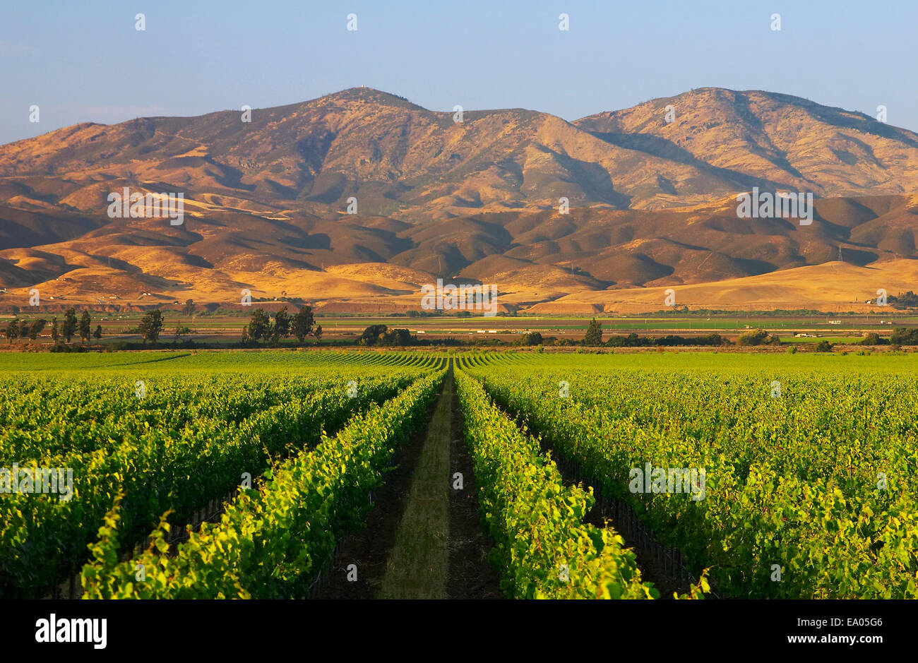 Wine grape vineyard with summer foliage growth and mountains in the ...