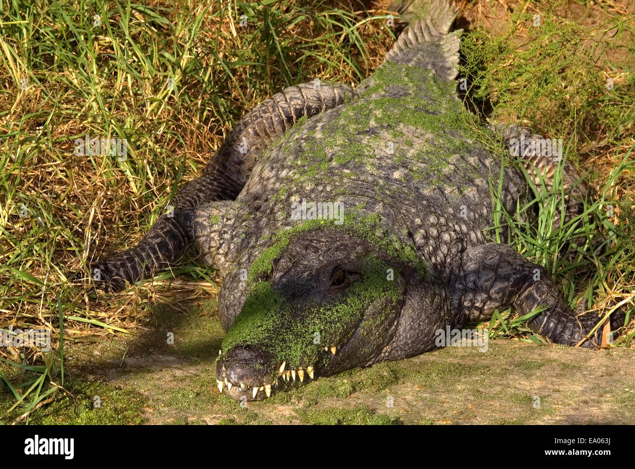 Crocodile basking in the sun Stock Photo