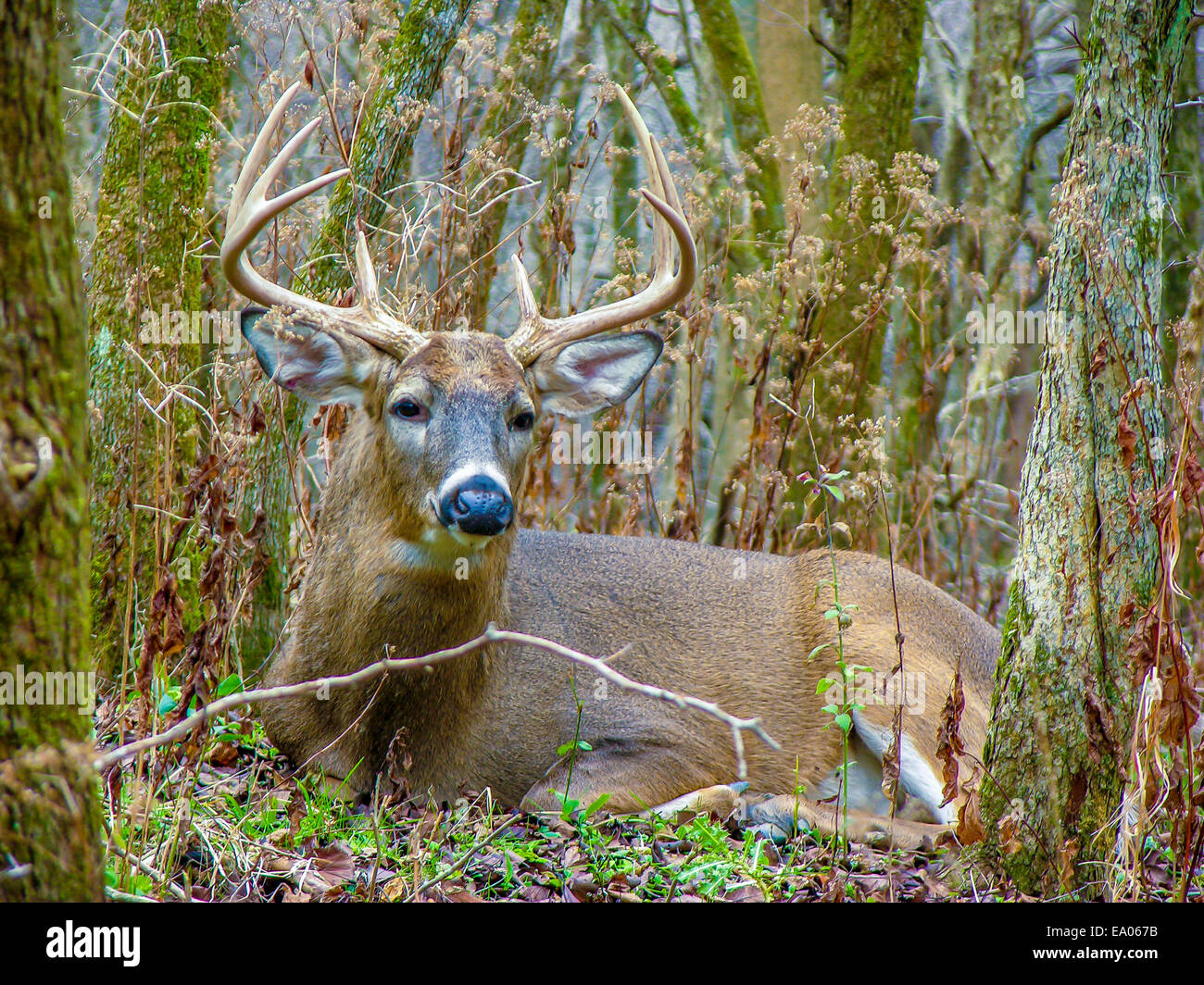 Whitetail Deer Buck bedded down in the woods Stock Photo Alamy