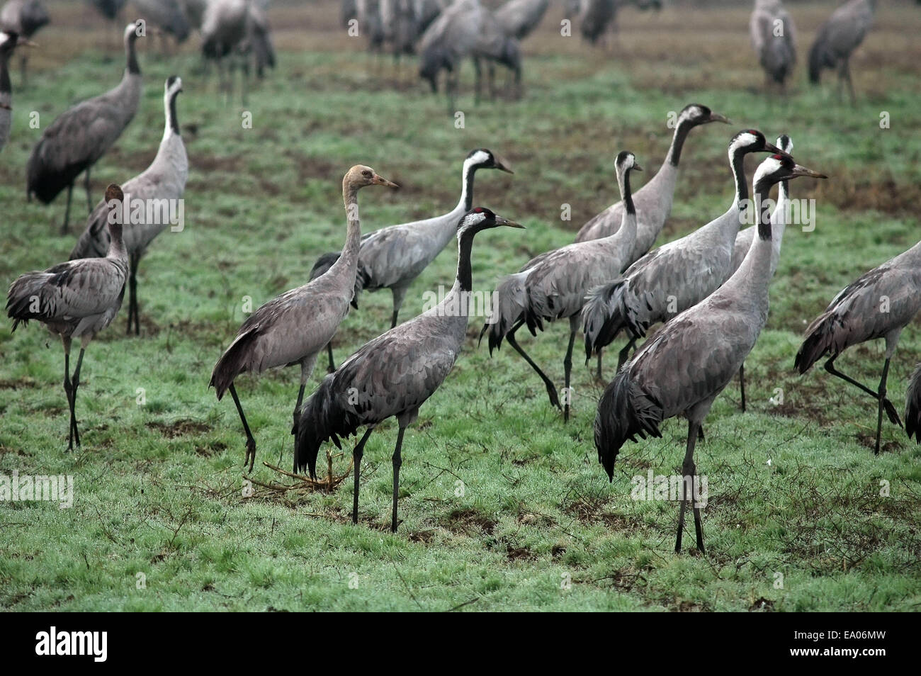 Common crane grus hula hi-res stock photography and images - Alamy