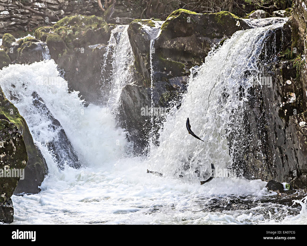 Salmon leaping, Betws y Coed, North Wales, UK Stock Photo Alamy
