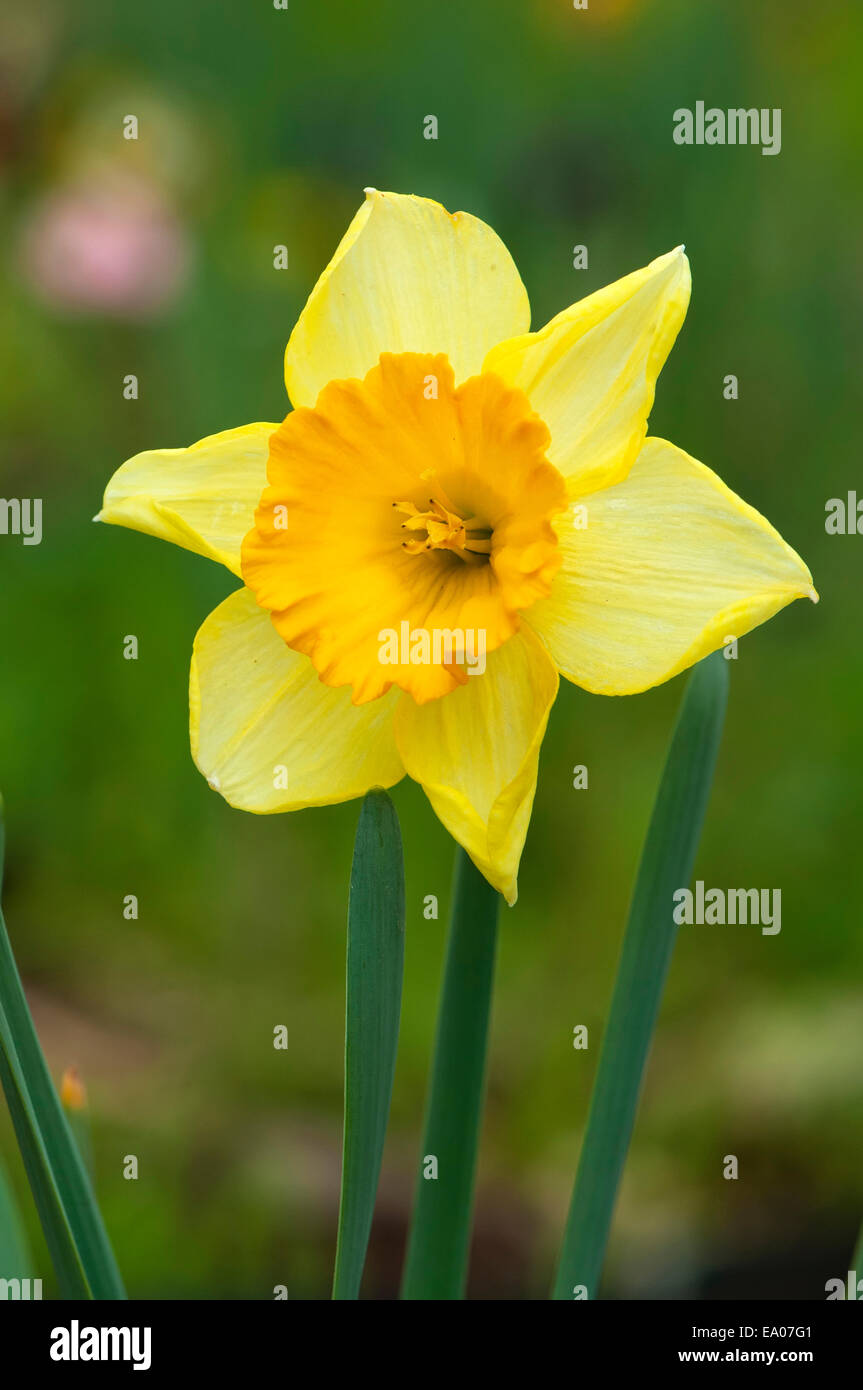 Daffodil, Lent lily Stock Photo