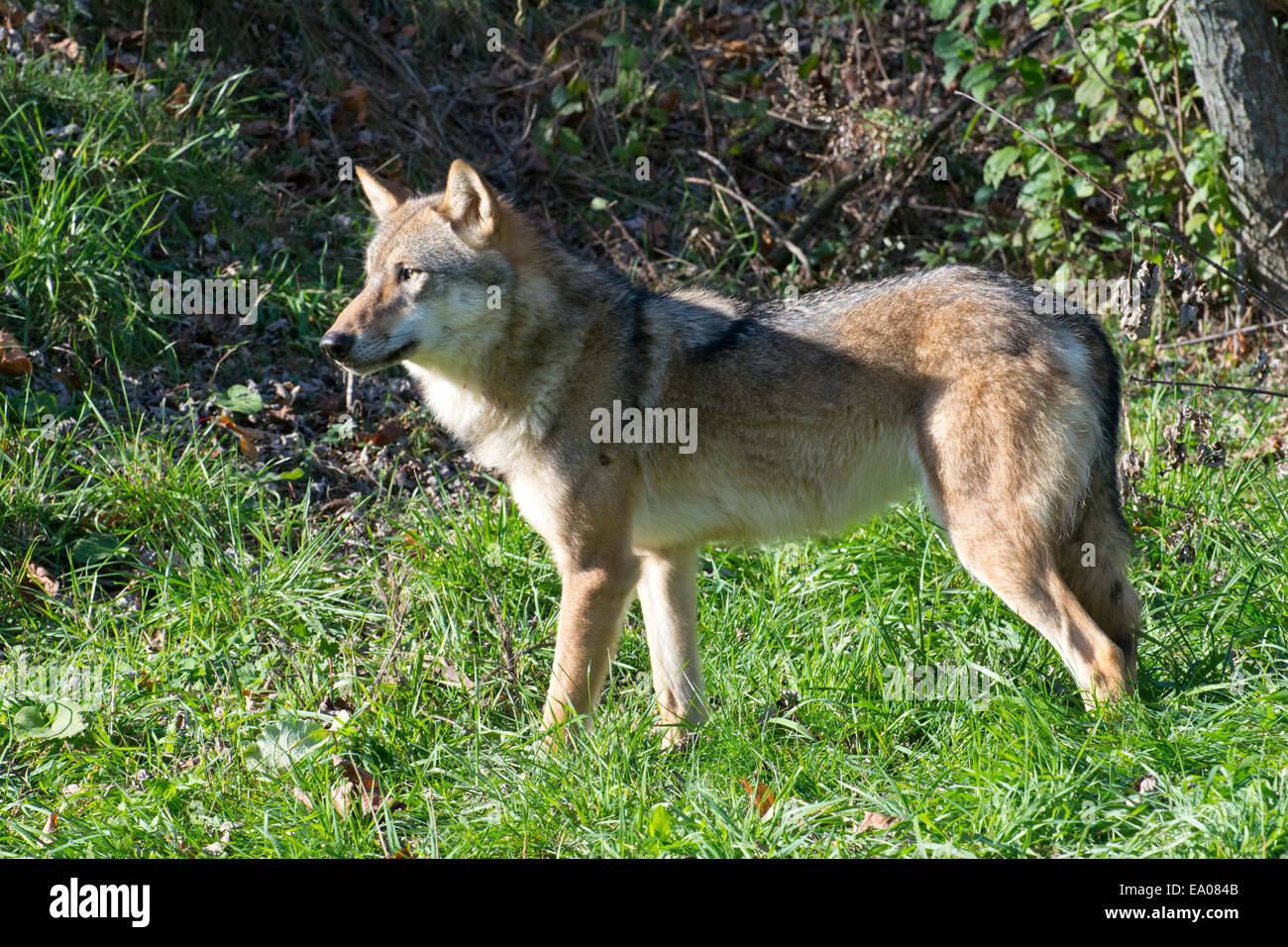 A Timber Wolf Stock Photo - Alamy