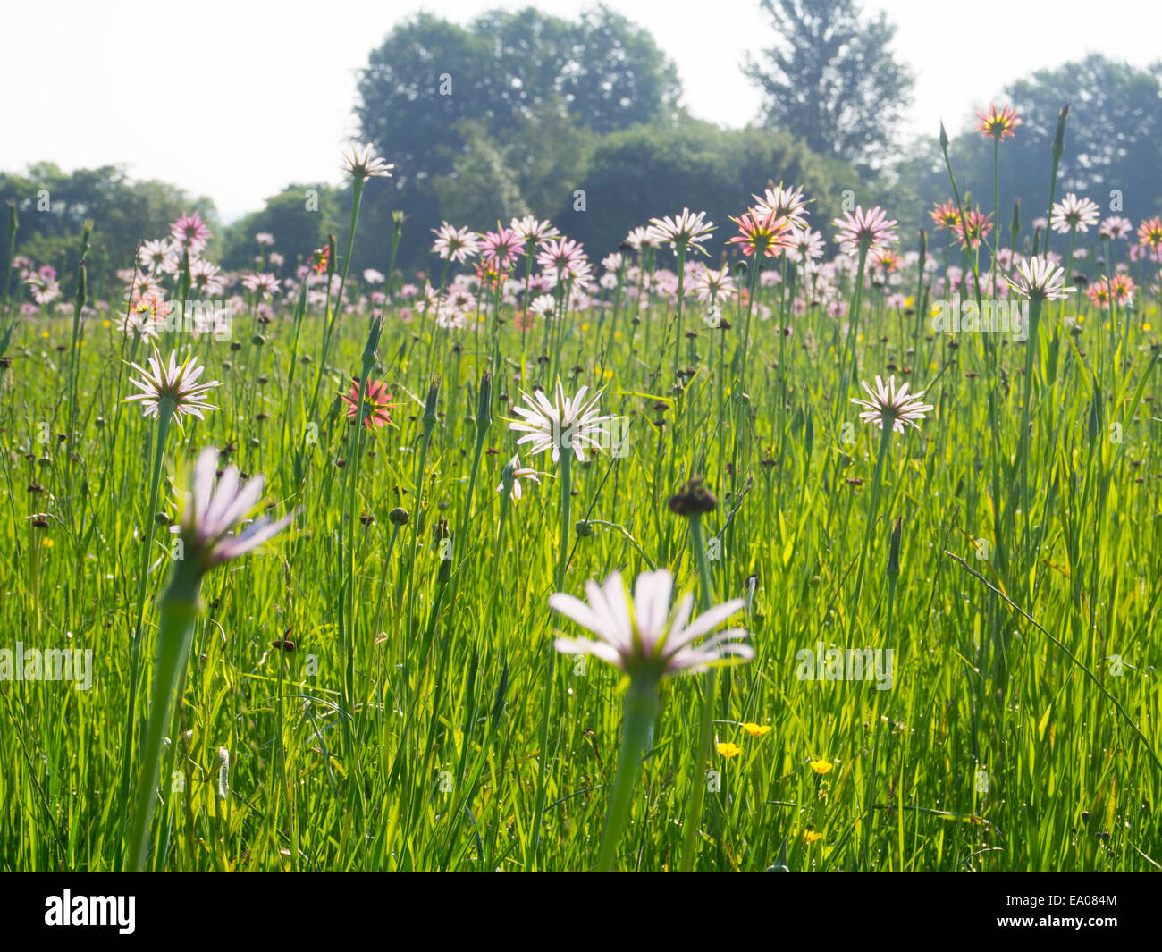 Oyster plants or Salsify following the sun in a meadow in London SW20