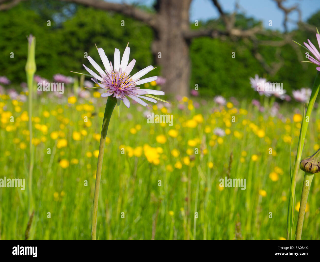 Oyster plants or Salsify following the sun in a meadow in London SW20