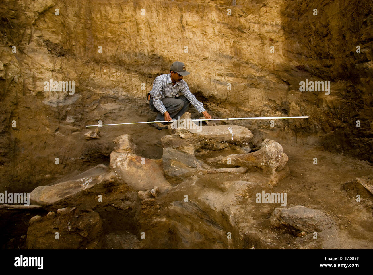 Paleontologist Iwan Kurniawan is working on the excavation site of an extinct elephant, Elephas hysudrindicus, in Blora, Central Java, Indonesia. Stock Photo