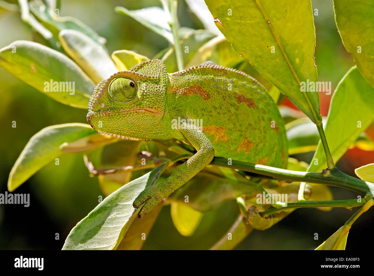 Chameleon, Camouflage color pattern Stock Photo
