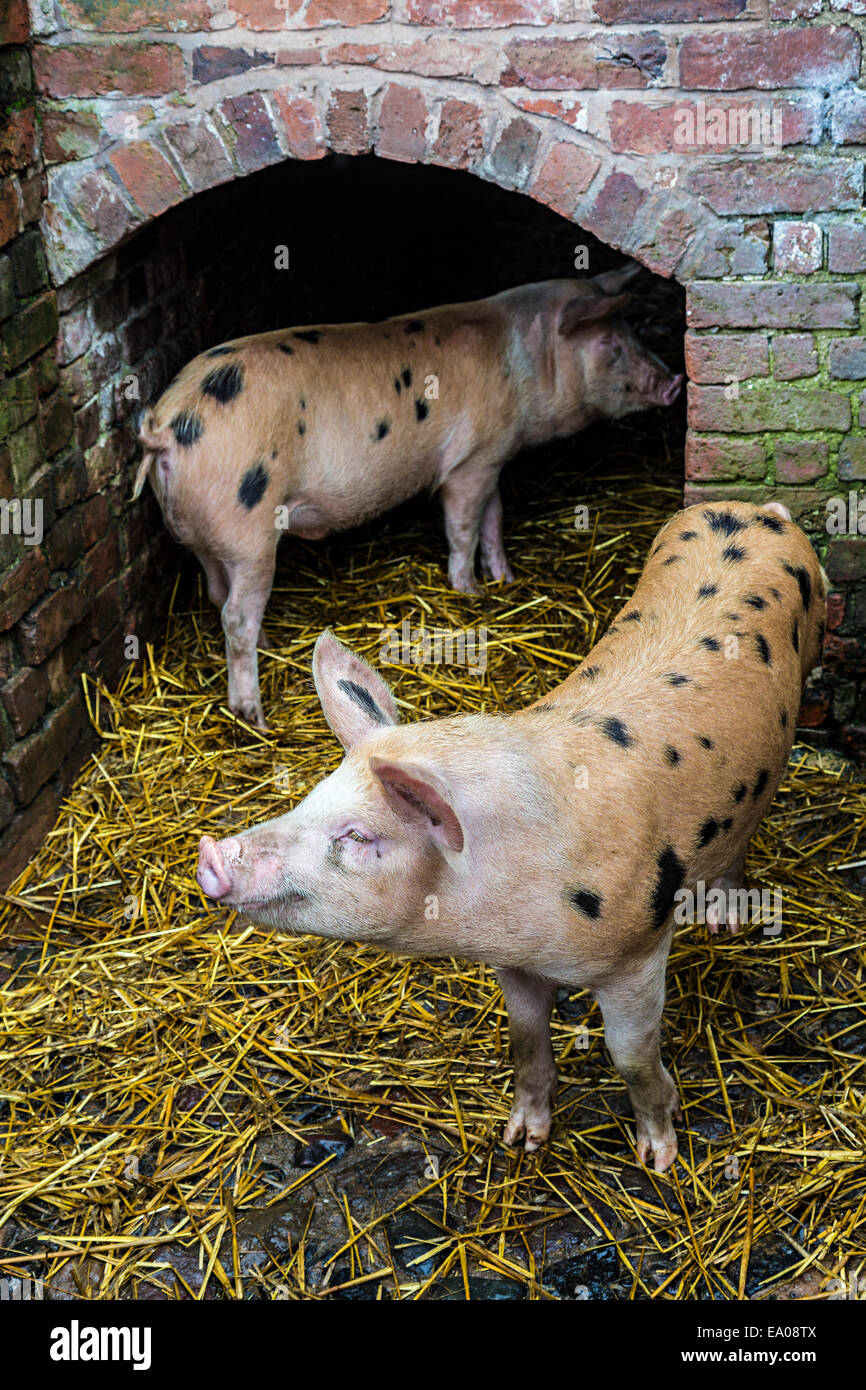 Pigs in sty, Acton Scott Historic Working Farm, Shropshire Stock Photo