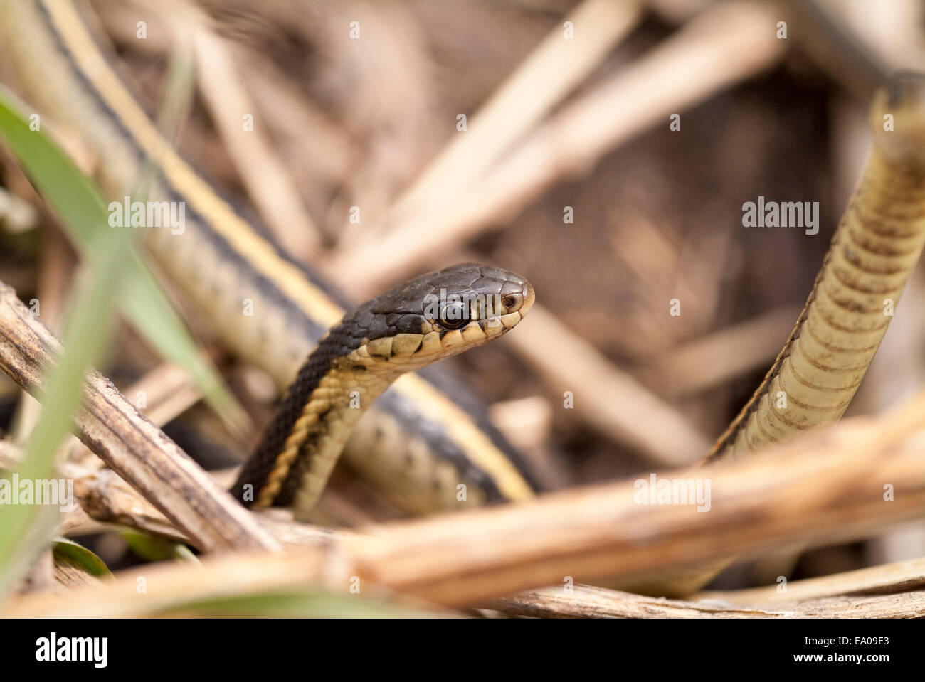 Redsided garter snake, Thamnophis sirtalis, Narcisse Snake Dens