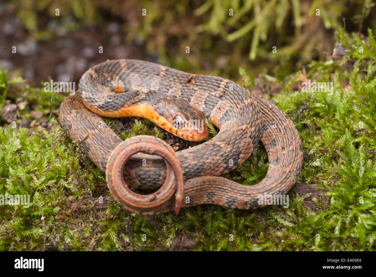 Water Moccasin Belly