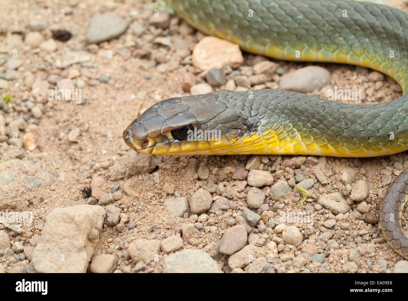 Eastern yellow-bellied racer, Coluber constrictor flaviventris, endemic to North America Stock Photo