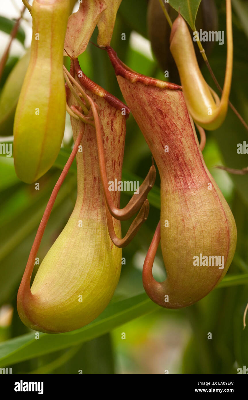 Pitcher plant nepenthes sp hi-res stock photography and images - Alamy