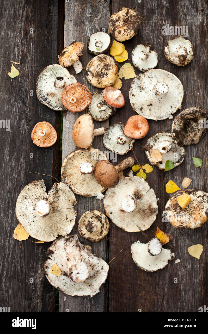 Assortment of wild mushrooms on wooden floor Stock Photo