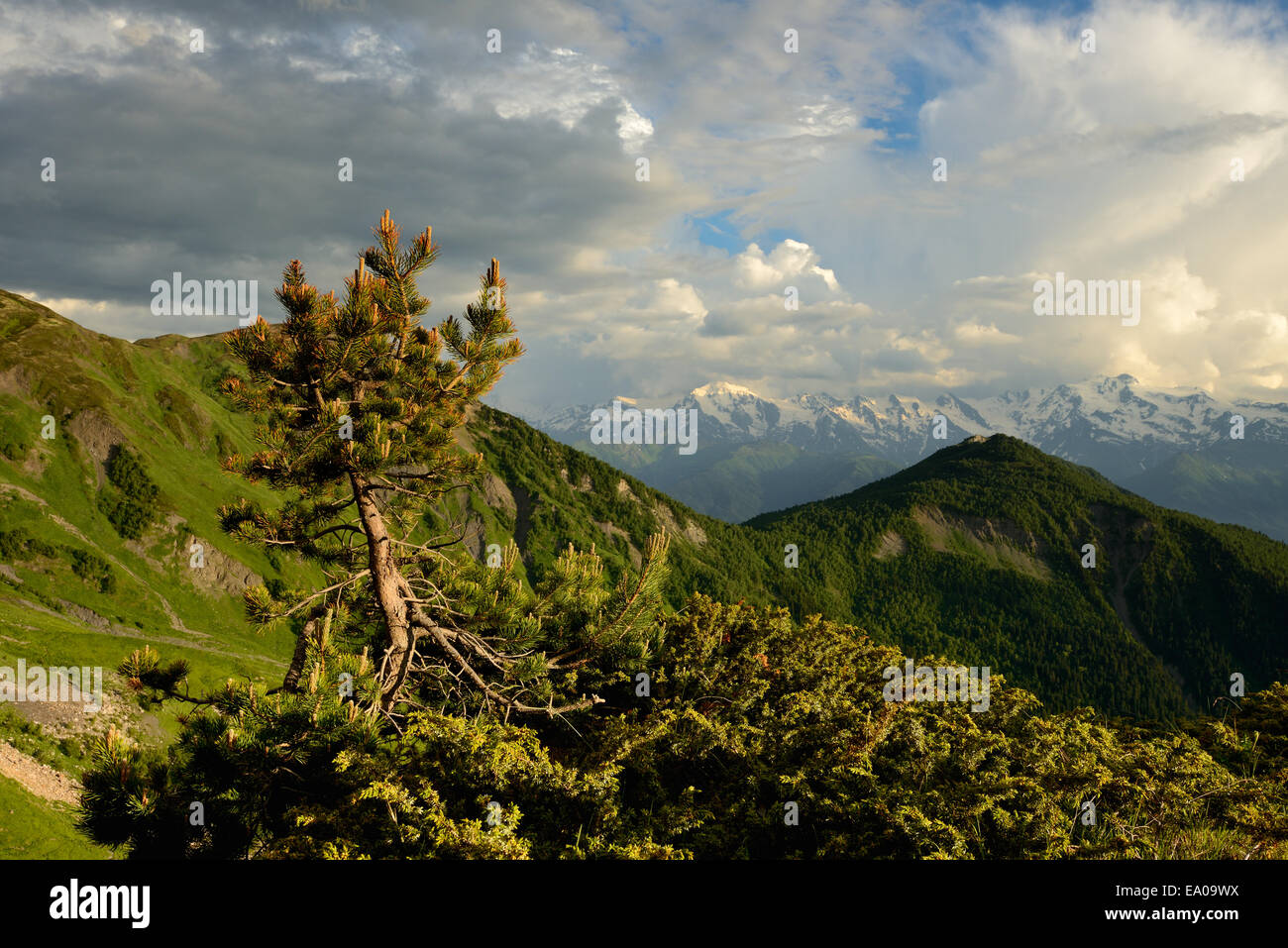 Trees and mountains, Svaneti, Georgia Stock Photo