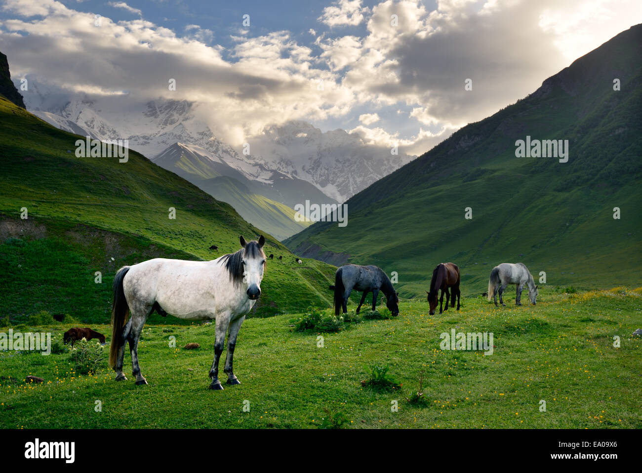Horses grazing in valley, Ushguli village, Svaneti, Georgia Stock Photo