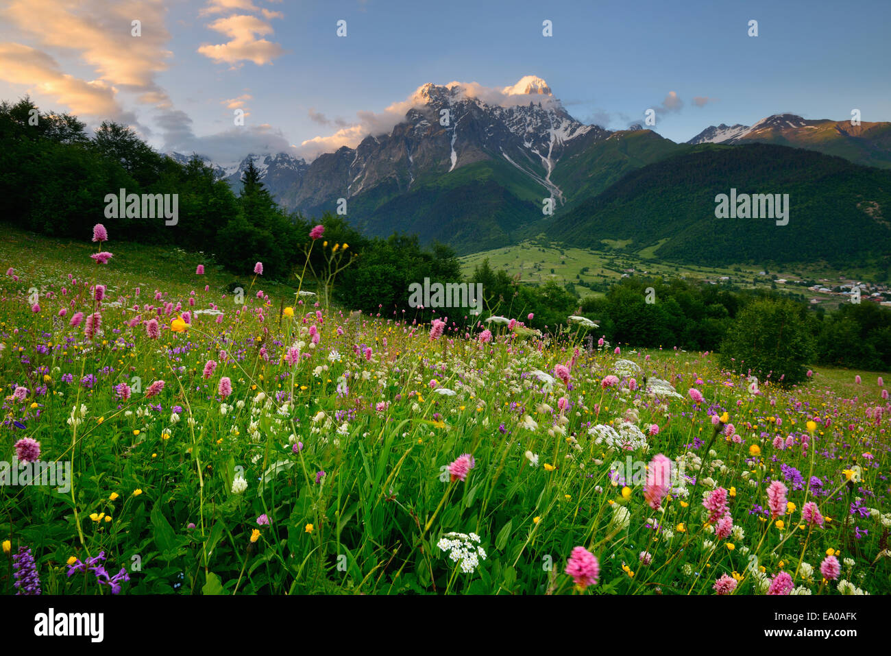 Meadow with wildflowers, Mazeri village, Svaneti, Georgia Stock Photo