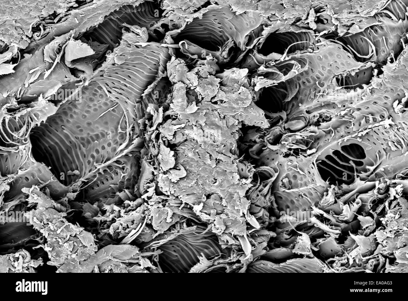 Micro structure from a fracture of Lacewood, imaged in a scanning electron microscope Stock Photo