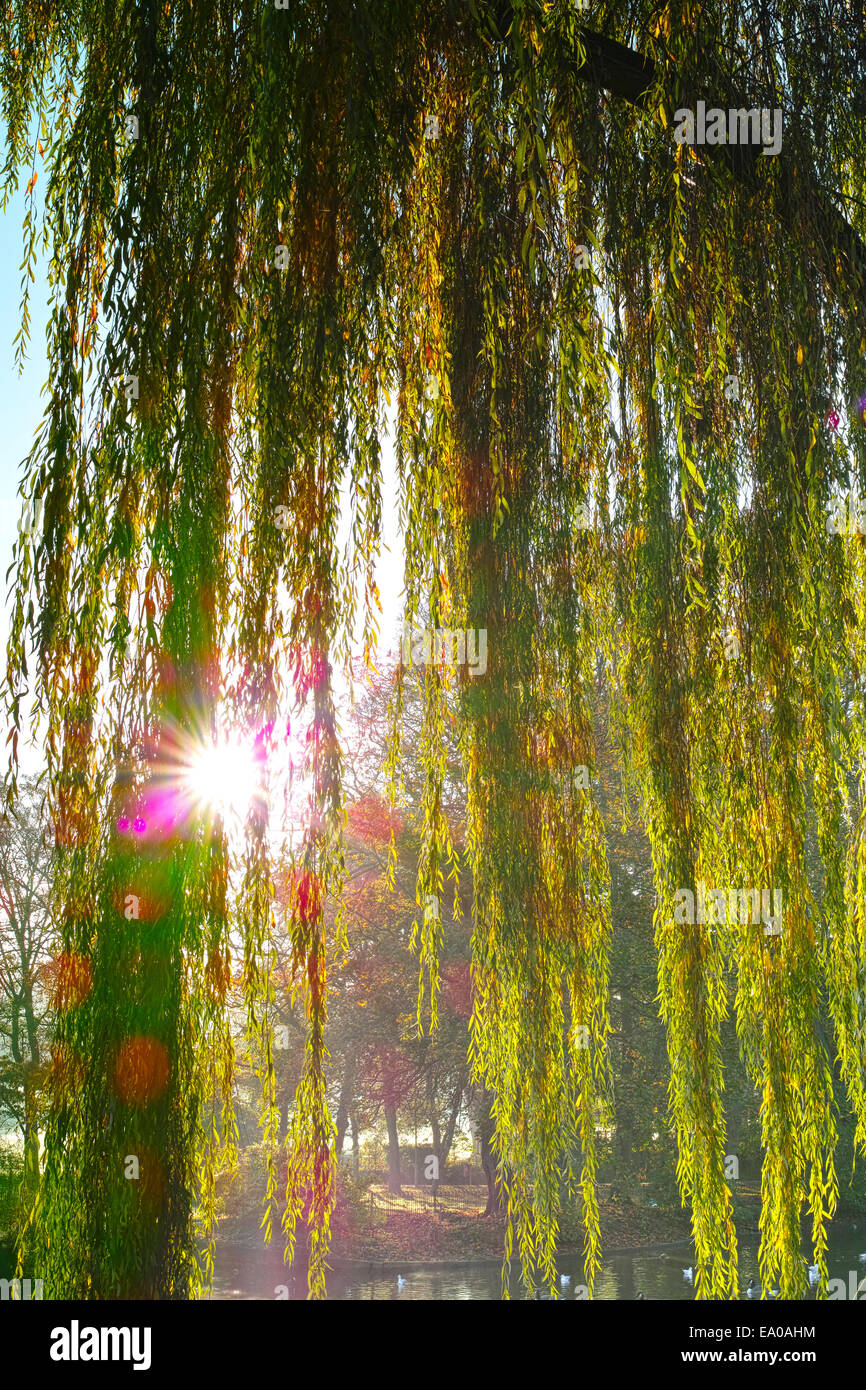 Sun shining through hanging branches & leaves of Weeping Willow tree ...