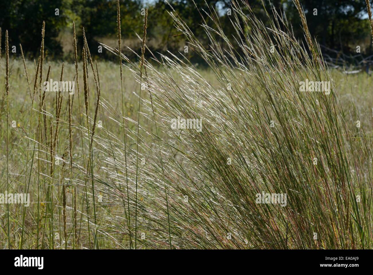 Prairie Grass, Little Blue Stem Stock Photo