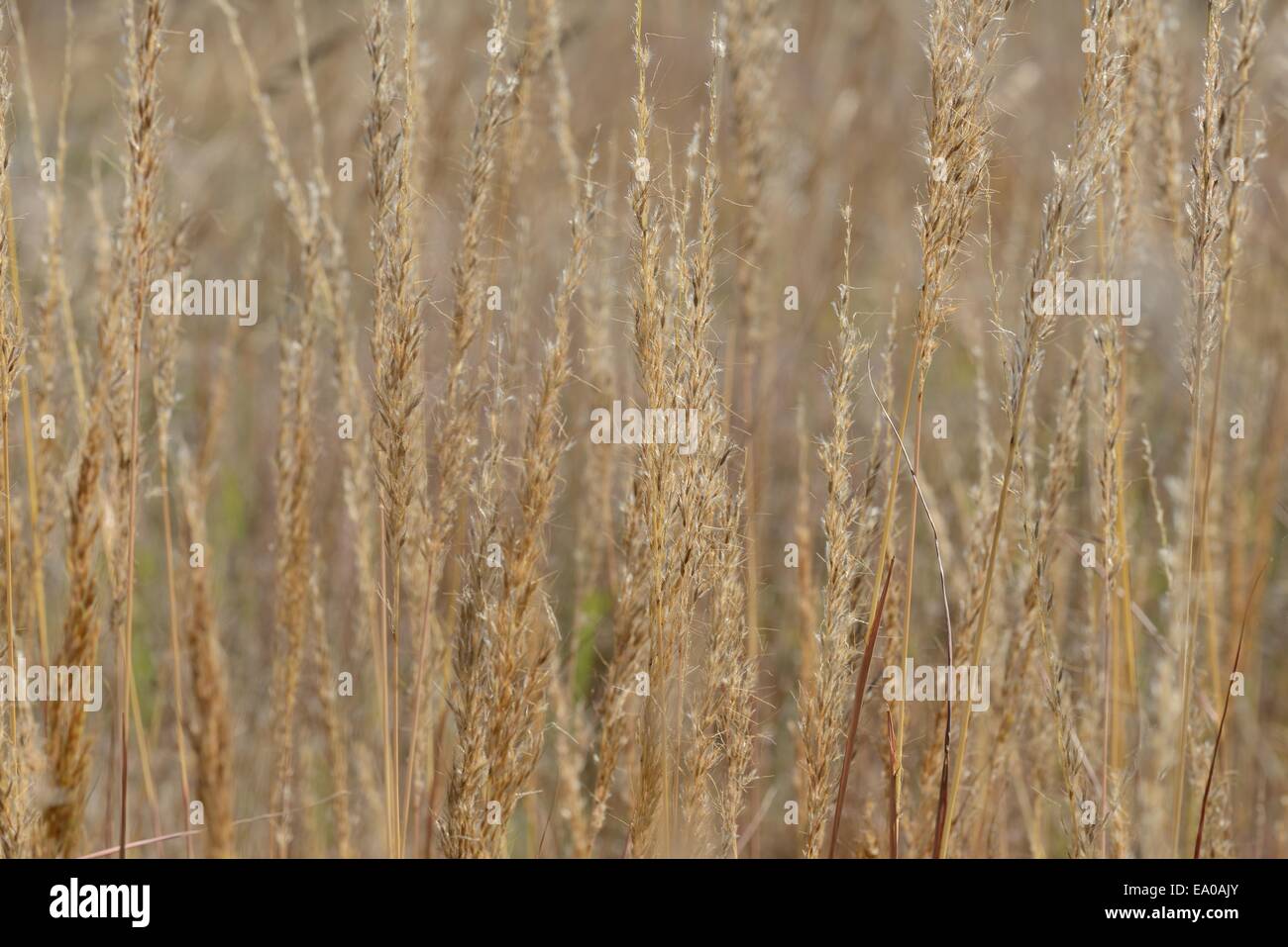 Prairie Grass, Indian Grass Stock Photo